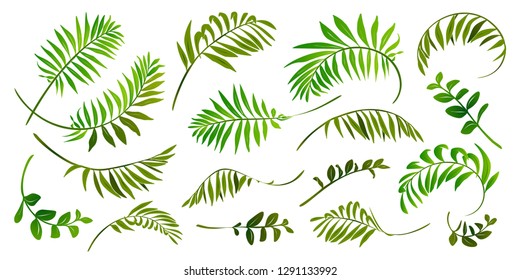 Green tropic leaves vector set isolated on white background