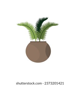 Green tropical houseplant on white background