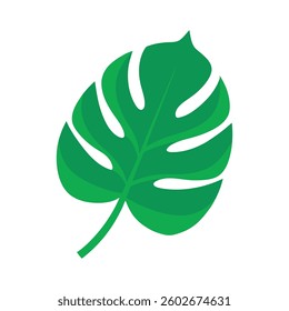 Green tropical isolated leaf on a White Background