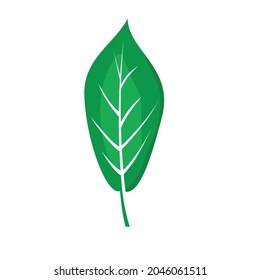 green tropical large leaf isolated on white background vector design
