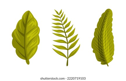 Green Tropical Leaf and Exotic Jungle Foliage of Thailand with Stem Vector Set