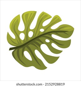 Green Tropical Leaf and Foliage of Bali Vector Illustration