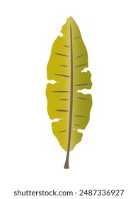 Hoja tropical verde aislada sobre fondo blanco. Vector.