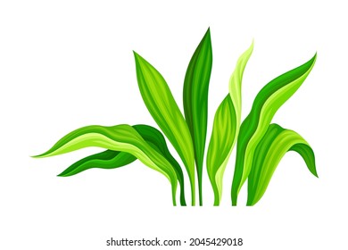 Green Tropical Leaf on Stem as Nature Element Vector Illustration