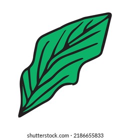 Green tropical leaf. palm, banana leaf element design