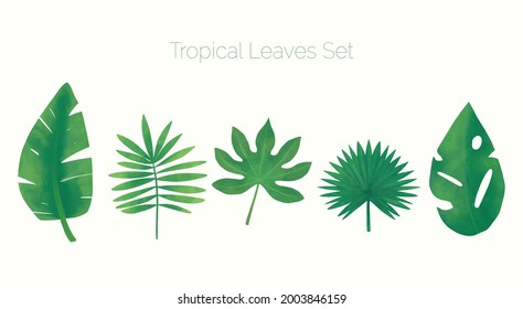 Green tropical leaf set on white background. Palm and banana leaves. Spa set of five summer tropical leaves. Tropical vacation. Vector EPS 10