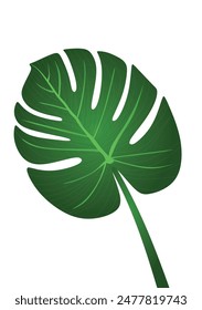 Green tropical leaf. vector illustration