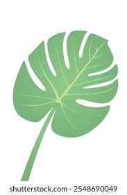 Green tropical leaf. vector illustration