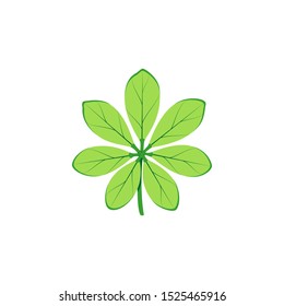 Green tropical leaf. Vector isolated illustration with exotic leaf on white background. Can be used for printing, banners, postcard, websites, clothing.