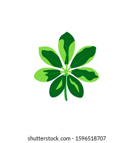 Green tropical leaf. Vector isolated illustration with exotic leaf on white background. Can be used for banners, postcard, websites, design interior, for printing on fabric, clothing, bags.