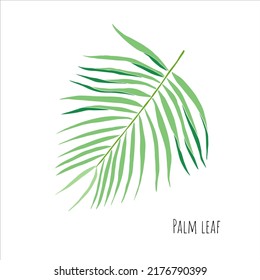 Green tropical leaf  vector isolated on white background