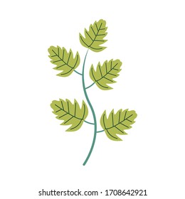 Green tropical leaves with branch illustration on isolated background. Small plant vector art.