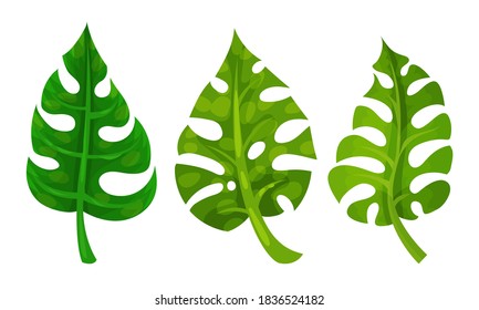 Green Tropical Leaves as Exotic Flora Vector Set