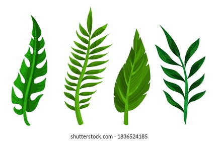 Green Tropical Leaves as Exotic Flora Vector Set