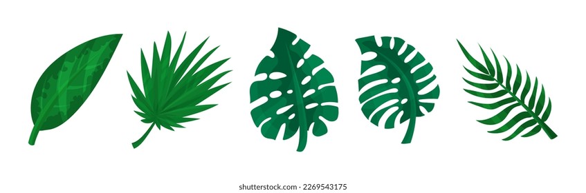Green Tropical Leaves as Exotic Flora Vector Set