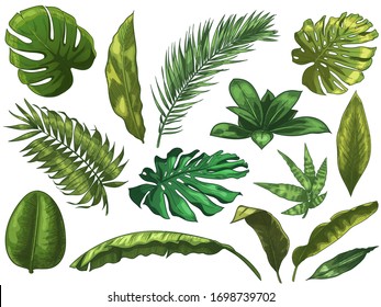 Green tropical leaves. Hand drawn rainforest nature leaf, color sketched monstera leaves vector illustration set. Green leaf summer, plant palm tree