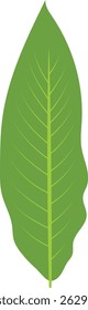 Green Tropical Leaves Illustration. Exotic Plant and Flower Design. Flat Vector Element