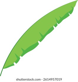 Green Tropical Leaves Isolated on White Background. Vector Illustration.