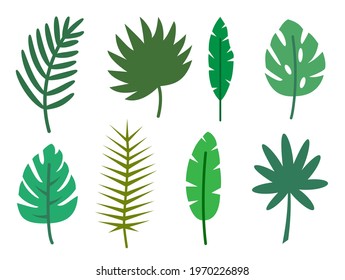 Green tropical leaves set. Summer jungle exotic plant, tropic foliage, leaf palm, banana, monstera, philodendron, hibiscus, plumeria, fern flat style. Nature botanical decorative element