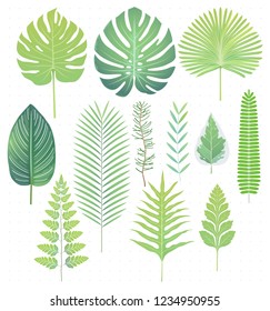 Green tropical leaves set vector illustrations