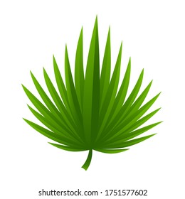 Green tropical leaves for summer design isolated on white background. Vector illustration of nature. Vector design eps 10