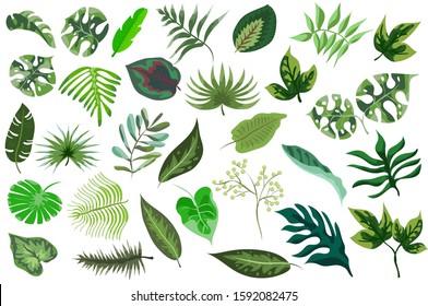 Green tropical leaves vector. Exotic leaf illustration. 