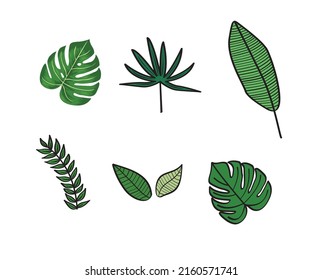 Green tropical leaves. Vector illustration