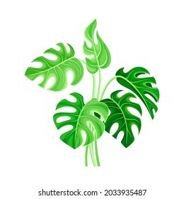 Hoja verde tropical de Monstera sobre el stem como elemento natural Ilustración vectorial
