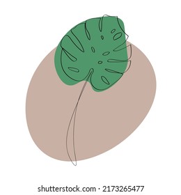 Green tropical monstera leaf on white background