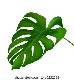 Green Tropical Monstera Leaf. Realistic 3d vector illustration isolated on white background