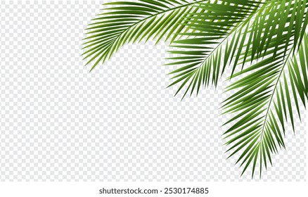 Green Tropical Palm Branch Border Isolated Transparent Background With Gradient Mesh, Vector Illustration