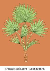 Green tropical palm leaves with background