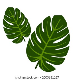 Green tropical palm leaves which are suitable for decorating cosmetic and food products