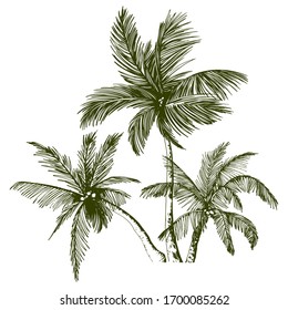 Green tropical palm trees. Sketchy vector illustration isolated on white background.