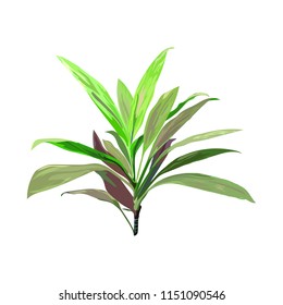 Green tropical plant. Cordyline fruticosa, Asparagus family, cabbage palm, luck plant, palm lily, ti flower. Collection with hand drawn flowers and leaves. Design for invitation, wedding or greeting c