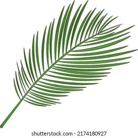 green tropical plant leaf isolated on white background