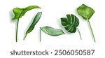 Green tropical plant leaves set isolated on white background. Vector realistic illustration of 3d monstera, palm, banana leaf, branches of exotic flowers for interior, park, jungle landscape design