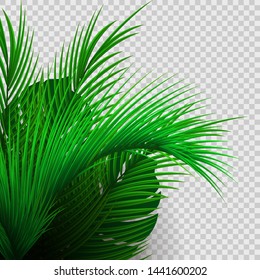 Green tropical plants isolated on transparent background. 