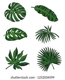 Green tropical plants leaves monstera banana palm isolated vector set