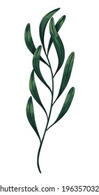 Green tropical tree branch. Hand drawn vector illustration. Colored realistic drawing of exotic plant leaves isolated on white. Single botanical clip art for design print, decor, wrap, card, sticker.