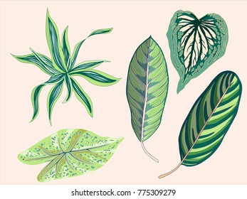 Green Tropical Vintage Leaves Graphic Elements