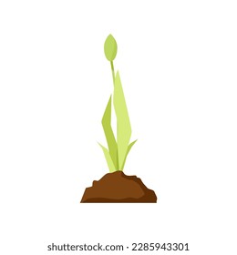 Green tulip sprout from a breast of earth