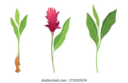 Planta de Flores Turcas Verdes con conjunto vectorial de hojas raíz y fibrosas