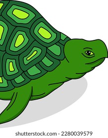 Green Turtle animal vector illustration