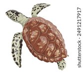 Green turtle, black turtle or Pacific green turtle. Realistic vector marine reptile.