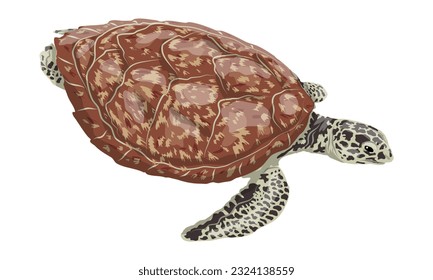 Green turtle, black turtle or Pacific green turtle. Realistic vector marine reptile.