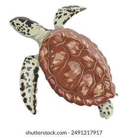 Green turtle, black turtle or Pacific green turtle. Realistic vector marine reptile.