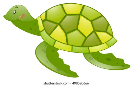 Grüne Schildkröte auf weißem Hintergrund, Vektorgrafik