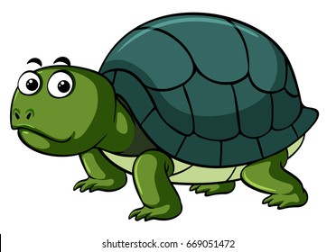 Green turtle on white background