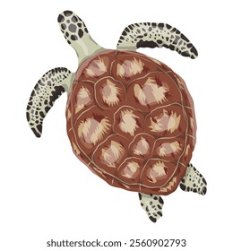 Green Turtle. Realistic vector marine reptile.